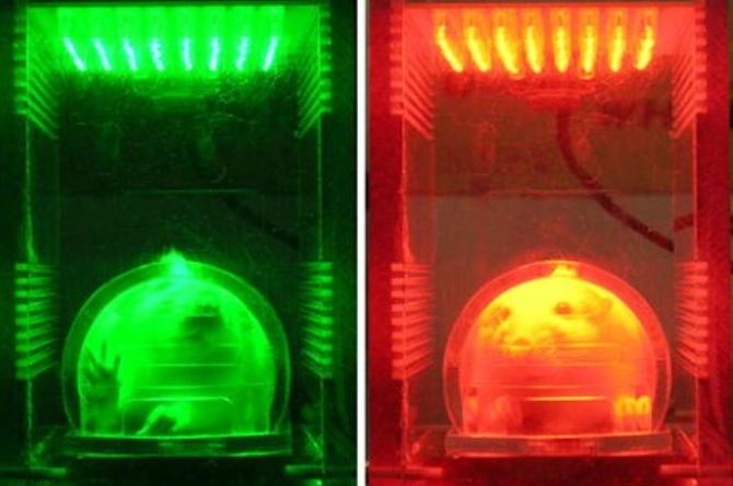 Combining Green and Red Light Therapy