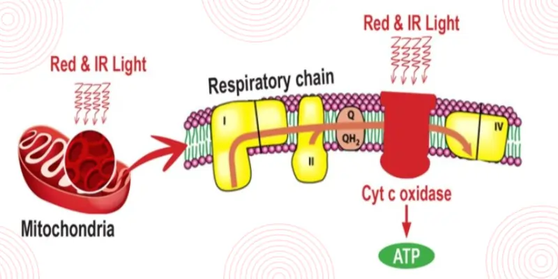 Role of Mitochondria